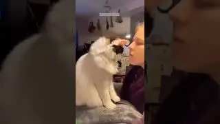 Funny Cats 2025 😾 funny cats moments 🥰 #FunnyCats Episode 1509