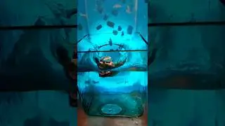 240 fps Aqua car fall #water #aquarium #car #diecast #fall #toy #blue #аквариум #вода #slowmo #slow