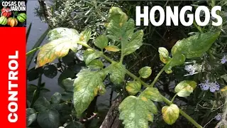 Guía Completa para eliminar esa porqueria de hongos en tus tomates @cosasdeljardin