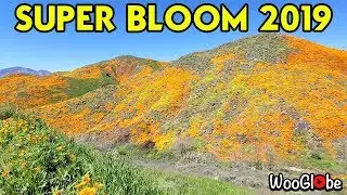 Walker Canyon Super Bloom Near Lake Elsinore (2019)