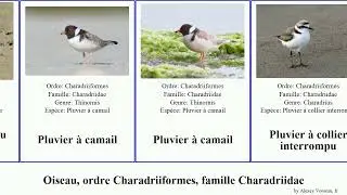 Oiseau, ordre Charadriiformes, famille Charadriidae pluvier vanneau chilensis vanellus t&ecirc;te front