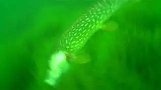 Slow motion pike attack at Savage Gear 3D  Roach in firetiger color