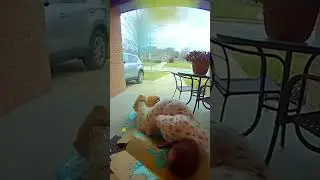 Instant Karma For Fat Porch Pirate 💥 Funny Videos #RingCamera #SecurityCamera #DoorbellCamera