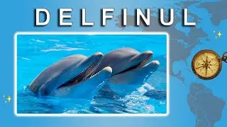 Delfinul - Universul minunat al delfinilor - Lumea Animalelor