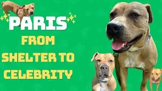 Paris Hilton & Kathy Hilton Help Shelter Dog &ldquo;Paris&rdquo; Find Her Forever Home 🐶💖👑