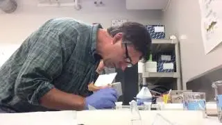 Ostrea lurida sampling