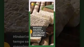 #TEMPEDIA | GIMANA SIH CARA TEMPE TETAP SEGAR