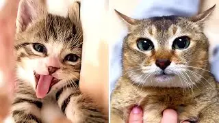 When Cats Try To Be Funny And Succeed