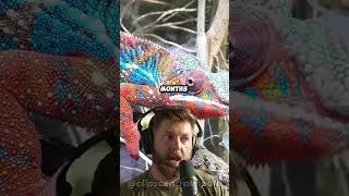 What is Chameleon Ranching? #jre #chameleon #florida
