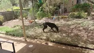 Greyhound Zoomies (2026-01-10)