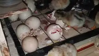 INCU 🐣 AVES.   Naciendo pollitos en incubadora autom&aacute;tica de 40 huevos con temporizador digital 
