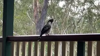 My little butcher bird friend! 💕