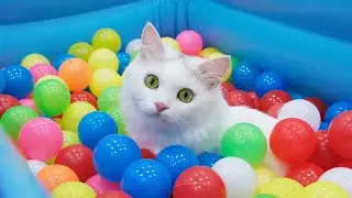 Смешные коты против 500 мячей
