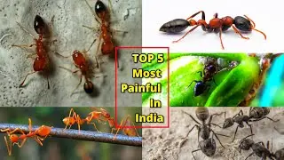 ह्या चावल्याने होतात जीवघेण्या वेदना । TOP 5 MOST PAINFUL ANTS IN INDIA #maverickshri #vlogs #ants