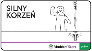 Moddus Start - SILNY KORZEŃ