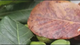 Toheeroh blends is live! how to use almond leaves for. fertility
