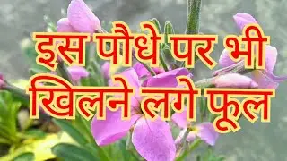 257:- Stock Plant Care / स्टॉक के पौधे की देखभाल / How to Care Stock Plant / Stock Flowers
