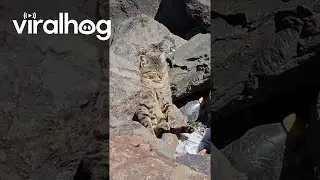 Kitten Sunbathes at  the Beach || ViralHog