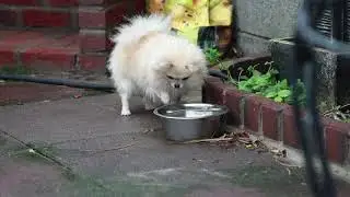 Fluffy Joy Pom Kennel. Swimming lesson