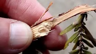 Wildlife Tracking Stories: Who Removed the Branches from the Tree?