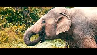 #22 - LAOS : 1 MOIS EN MOTO (TRIBU ISOL&Eacute;E, &Eacute;L&Eacute;PHANTS ET CASCADES)