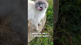 How to pet a stray cat? #cat #straycat #cutecat