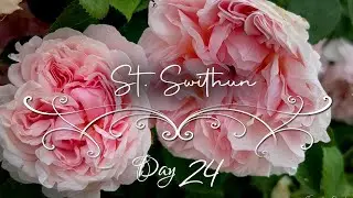 St  Swithun Rose • Delicate Blush Beauty • 24 Days of Roses & Classical Music • French Garden Roses