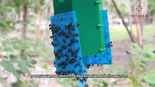 Plan piloto de trampa de moscas en Yucat&aacute;n