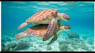 very rare turtle mating video