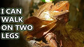 Frilled Lizard facts: aka frilled DRAGONS | Animal Fact Files