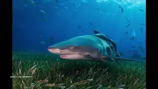 SCCF Shark Conservation Campaign