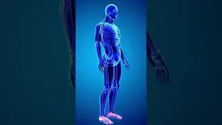 What does copper do in the body?