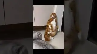 The family has two kids #neko #orangecat #catlovers #catlife #cute #memes #animals #cuddles #pets