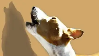 SINGING BASENJI