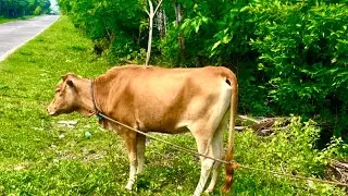 WHAT YOU SEE AT ROADSIDES IN THE PHILIPPINES #travel #cows #animals #trending