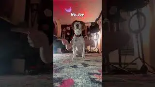 No cookie for you #shorts #dogs #meme #funny