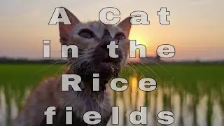 A Cat in the Rice (Episode 1) EmotionalStory #CatStory #SadStory #AnimalStory #ShortFilm  #CatLife