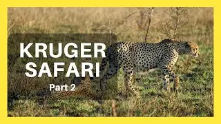 Kruger National Park (Part 2) Skukuza, Satara, Olifants *WHERE TO GO & WHAT TO KNOW