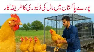 How do we ship chicken parcels to other cities ? |How we send parcels other city | Poultry Farming