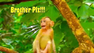 Pitiful! Baby Monkey ELPIDA Cried So Quick When She Protector Alberto Not Stayed Close To her.