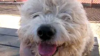 ADOPTED - Four month old cutie looking for home - visit:  