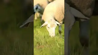 Cute Sheep Eating Grass  #shorts #cutesheep #eatinggrass
