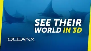 Revealing the Secret Lives of Devil Rays