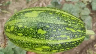 Voc&ecirc; vai se surpreender com a POLINIZA&Ccedil;&Atilde;O CRUZADA #agrofloresta #vidanaro&ccedil;a #nordeste 