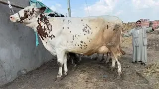دبابات بقر والد وعشر بالحجم العائلي في مزرعة المعلم محمد طلعت أضخم بقر  عشار👍 بتاريخ/ 17 / 1
