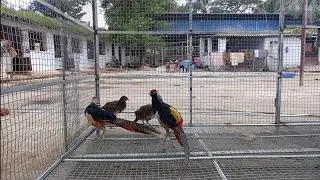 Pheasant bird,Lady Amherst,golden ,ring necked pheasant