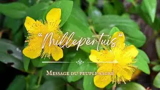 Message du peuple sacr&eacute; - Millepertuis