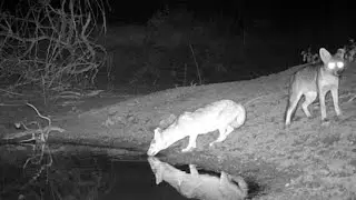 #caatinga #wildlife #natureza #bichos #animals #nordeste #aves 