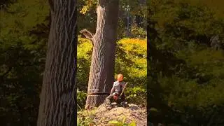 lumberjacks expert cut down a big trees #cuttingtree #chainsaw #lumberjacks