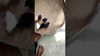 Cock my house